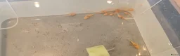 Plecos fish for sale: Albino bristlenose pleco babies and guppy fry  - Advert 2