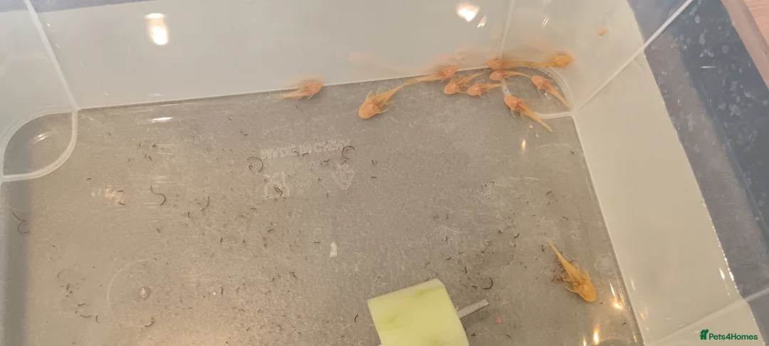 Plecos fish for sale: Albino bristlenose pleco babies and guppy fry  - Advert 2