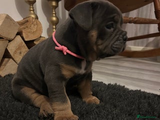 English Bulldog dogs - Advert 1