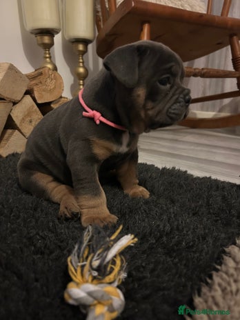 English Bulldog dogs - Advert 4