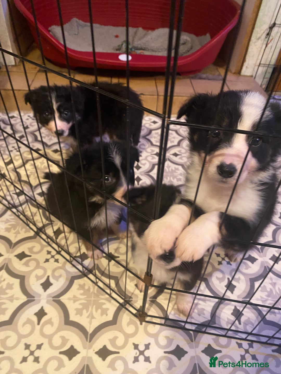 Border Collie dogs for sale: Border collie pups - Image 5