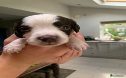 English Springer Spaniel dogs for sale: KC Reg English Springer Spaniel puppies - Image 11