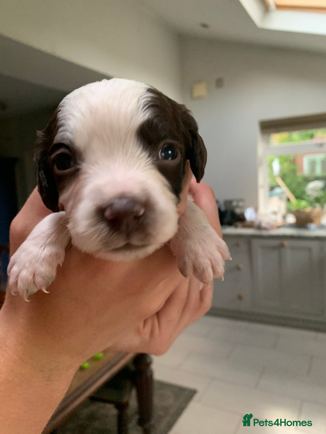 English Springer Spaniel dogs for sale: KC Reg English Springer Spaniel puppies - Image 11