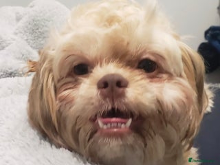 Mixed Breed dogs - Advert 1