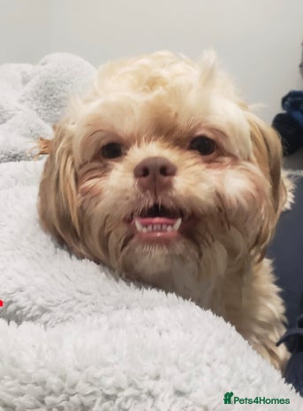 Mixed Breed dogs - Advert 1