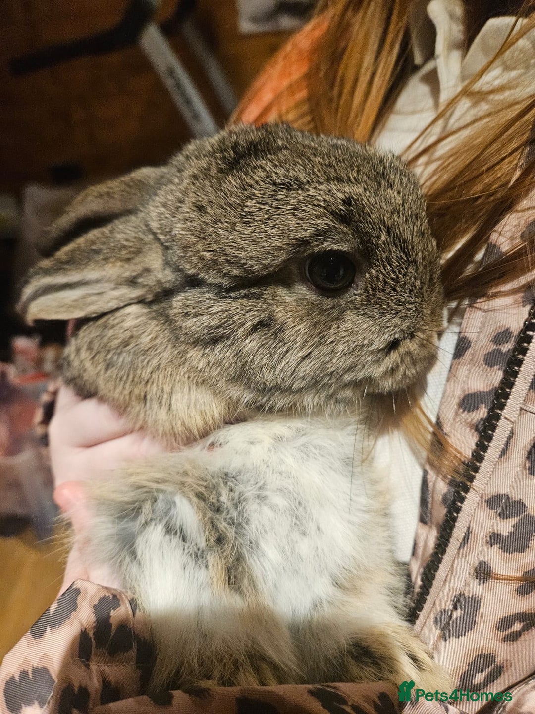 Mini Lop rabbits for sale: Mini lop bunnies  - Advert 2