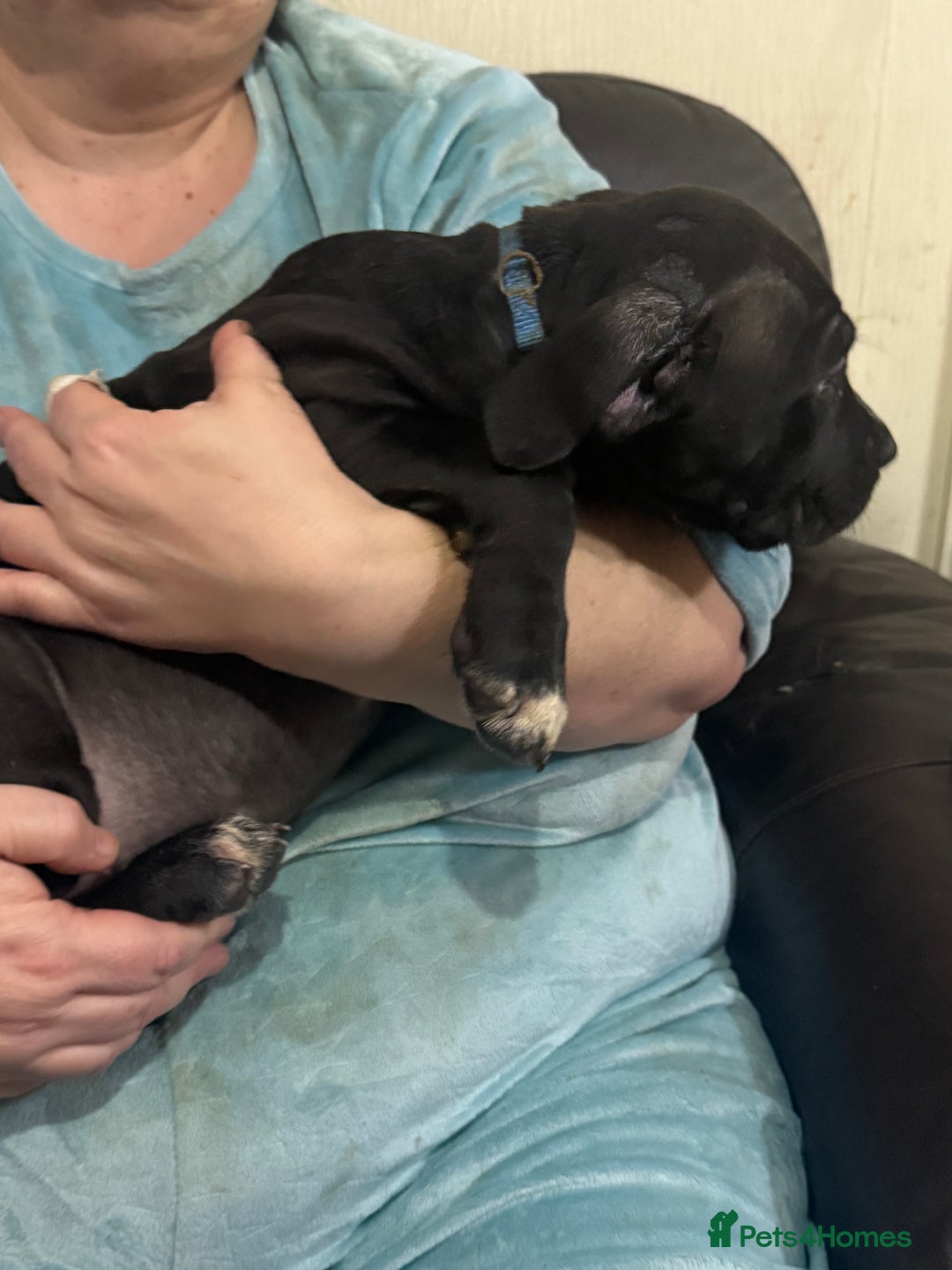 Mixed Breed dogs for sale: Cane corso cross puppies - Advert 7