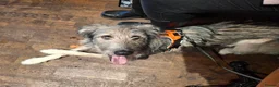 Mixed Breed dogs for adoption: MABEL-very gentle girl/smart/gentle/happy/loving in Cambridge - Advert 2