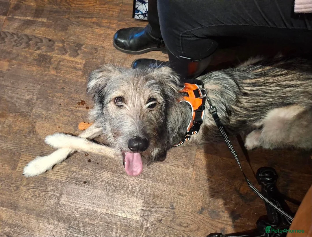 Mixed Breed dogs for adoption: MABEL-very gentle girl/smart/gentle/happy/loving in Cambridge - Advert 2