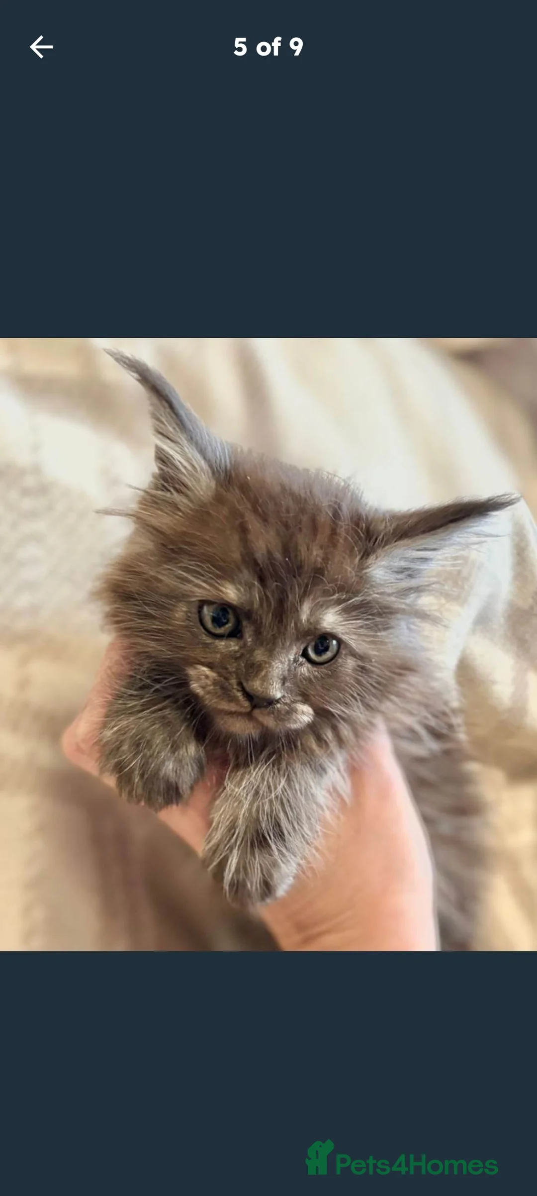 Maine Coon cats for sale: Lovely silver smoke Maine coon - Advert 4