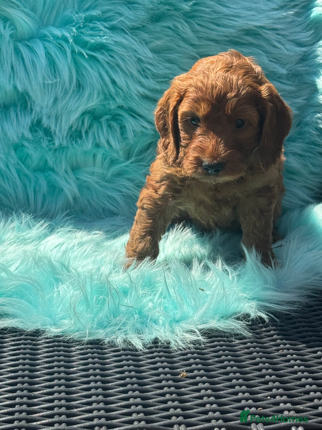 Cockapoo dogs for sale: Stunning Cockerpoo’s available  - Image 10