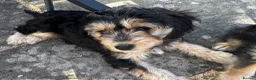 Mixed Breed dogs for sale: Rare Absolutely Stunning Phantom Cavapoo - Advert 8