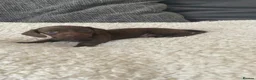 Miniature Dachshund dogs for sale: 5 Miniature Daschund Boys - Advert 10