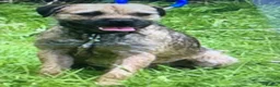 Border Terrier dogs for sale: Healthy Bundles of Border joy  - Advert 28