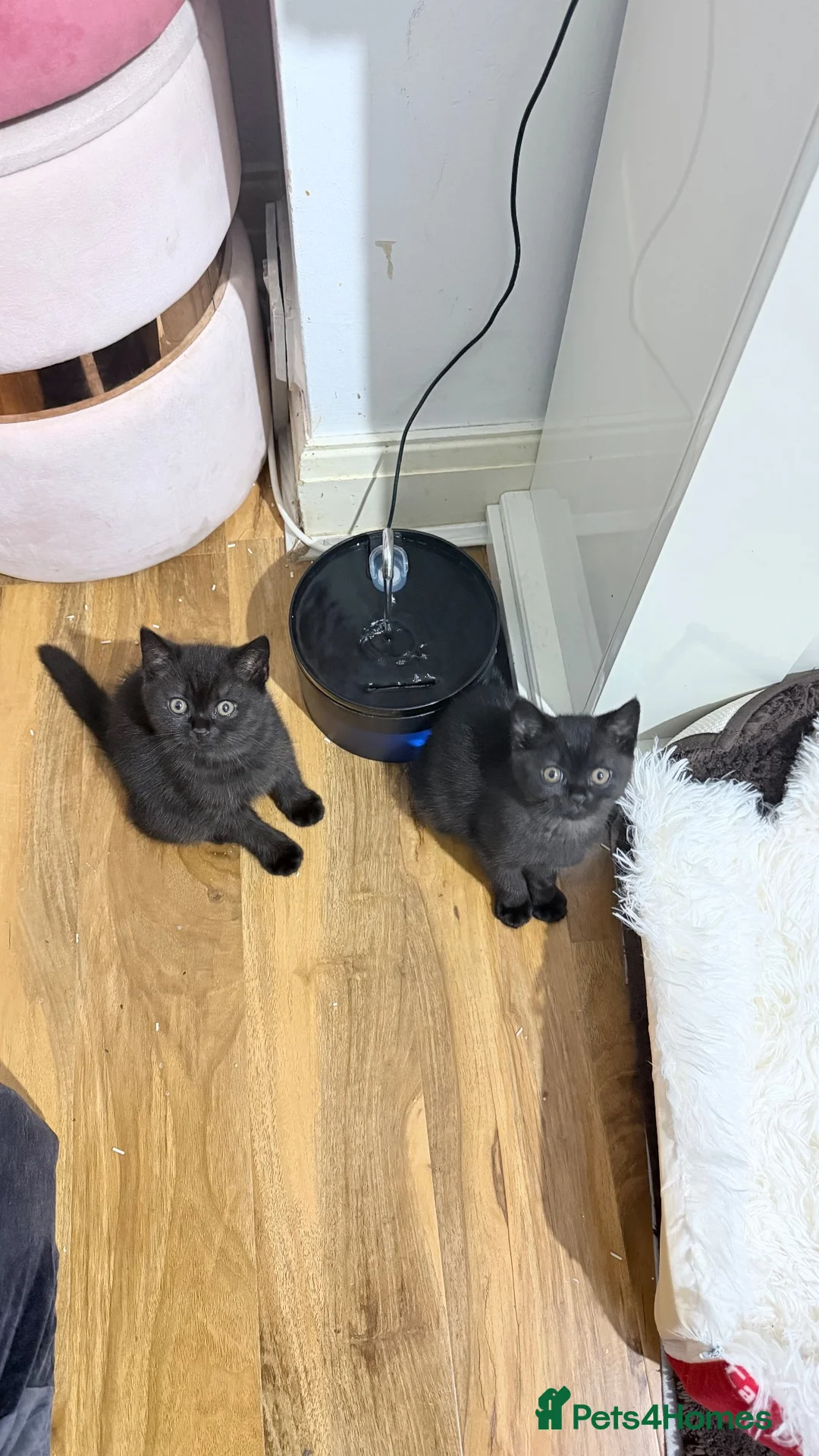 British Shorthair cats for sale: Beautiful black british short hair kittens - Advert 2