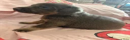 Labrador Retriever dogs for sale: Beautiful litter of Labrador puppy’s  - Advert 8