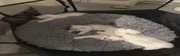British Shorthair cats for sale: GCCF Champion Lines British Shorthair Black Tipped - Advert 10