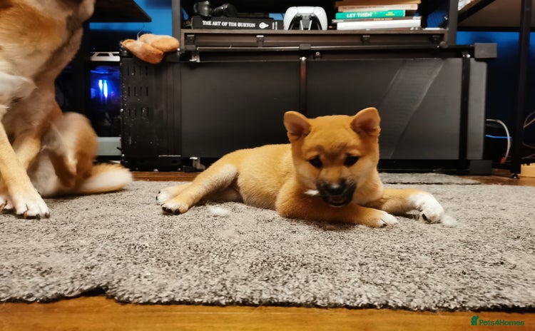 Japanese Shiba Inu dogs - Advert 1