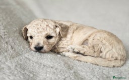 Miniature Poodle dogs for sale: SMALL SIZE MINIATURE PUPPIES RARE COLOUR DNA TEST - Image 3