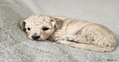 Miniature Poodle dogs - Advert 11