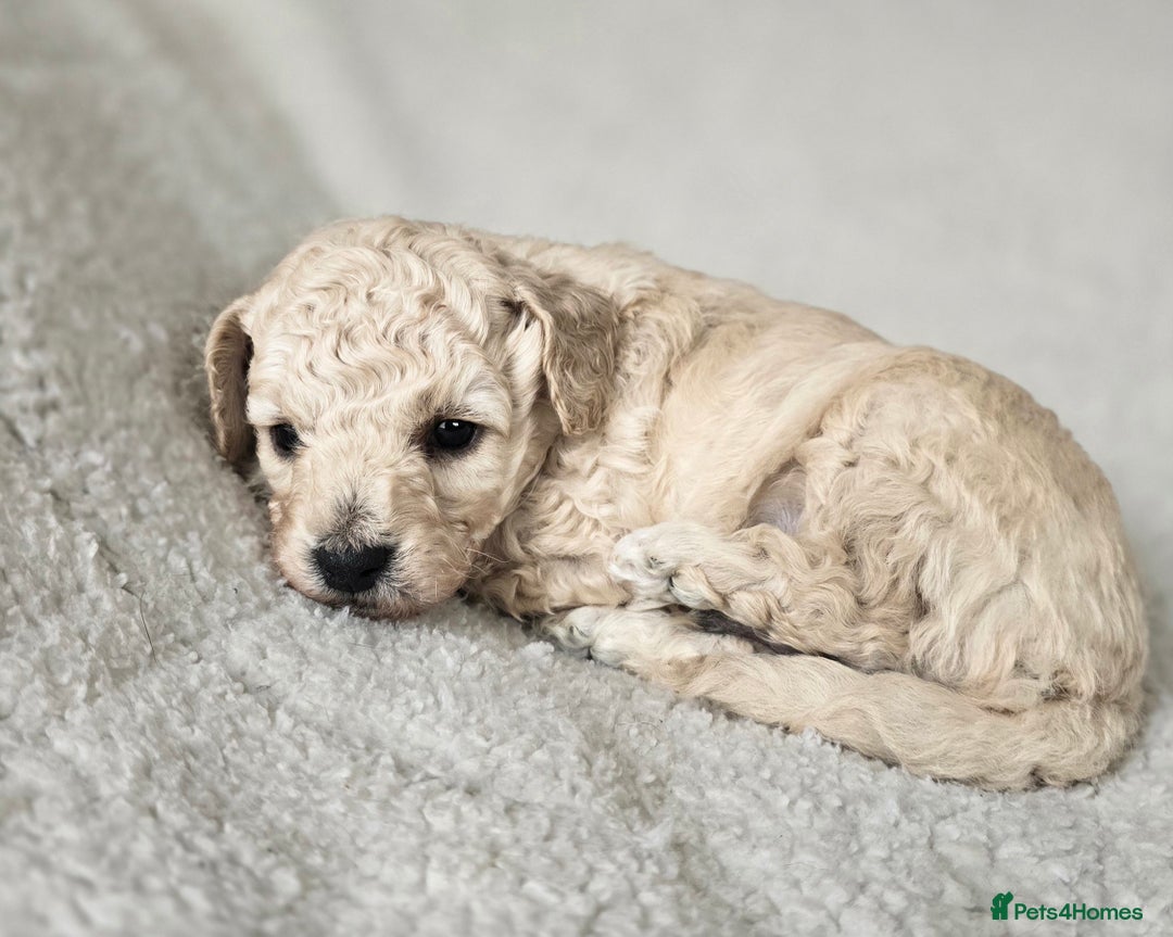 Miniature Poodle dogs for sale: SMALL SIZE MINIATURE PUPPIES RARE COLOUR DNA TEST - Image 3
