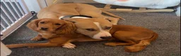 Mixed Breed dogs for stud: FOR STUD in Perth - Advert 4