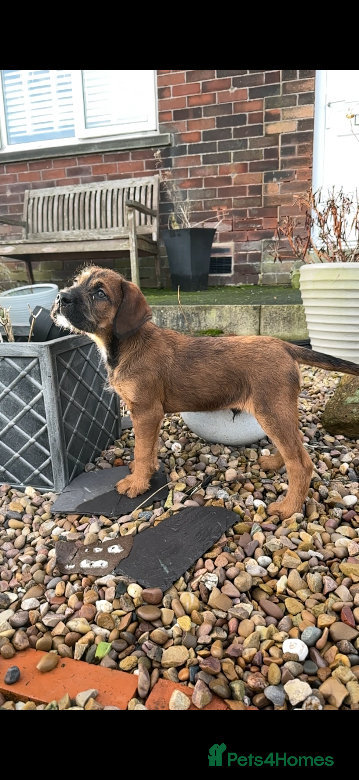 Mixed Breed dogs Oldiepoo puppies for sale  - Advert 1