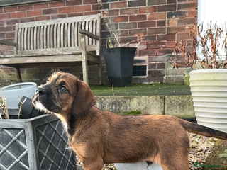 Mixed Breed dogs Oldiepoo puppies for sale - Advert 1