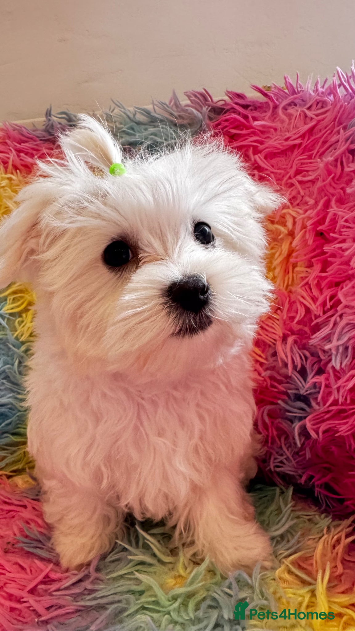 Maltese dogs KC Reg Maltese Boy Puppy – Ready Now – £2000 - Advert 17
