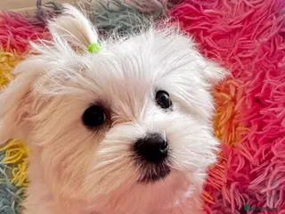 Maltese dogs KC Reg Maltese Boy Puppy – Ready Now – £2000 - Advert 1