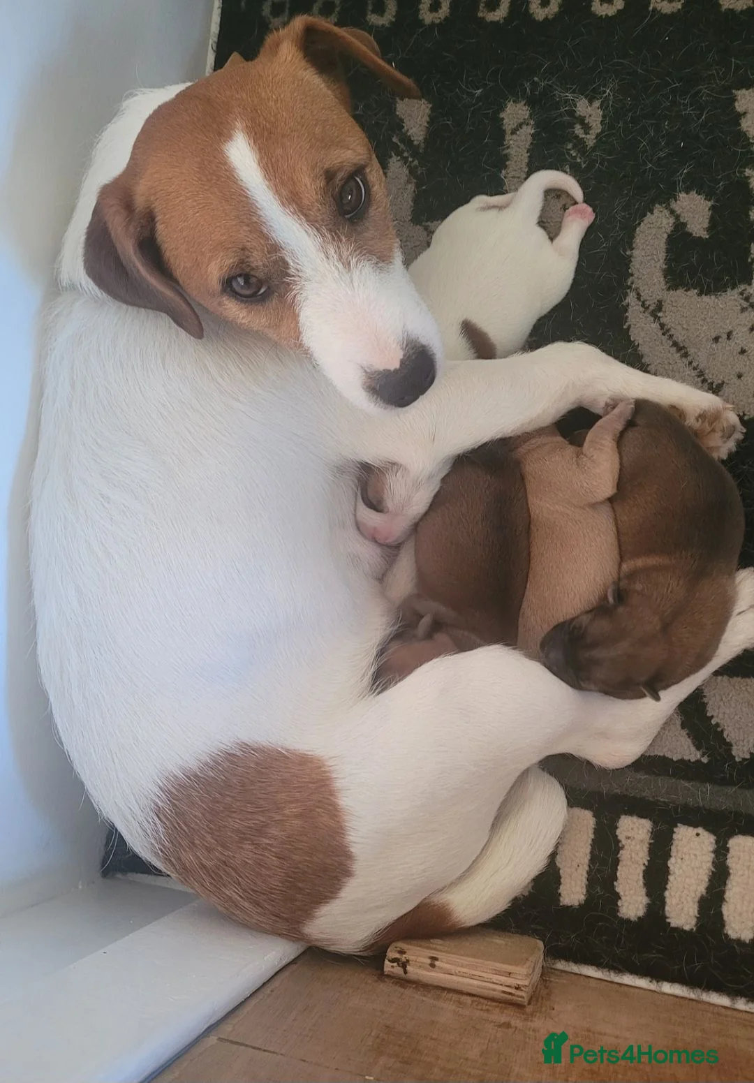 Mixed Breed dogs for sale: Patterdale cross puppies - Advert 1