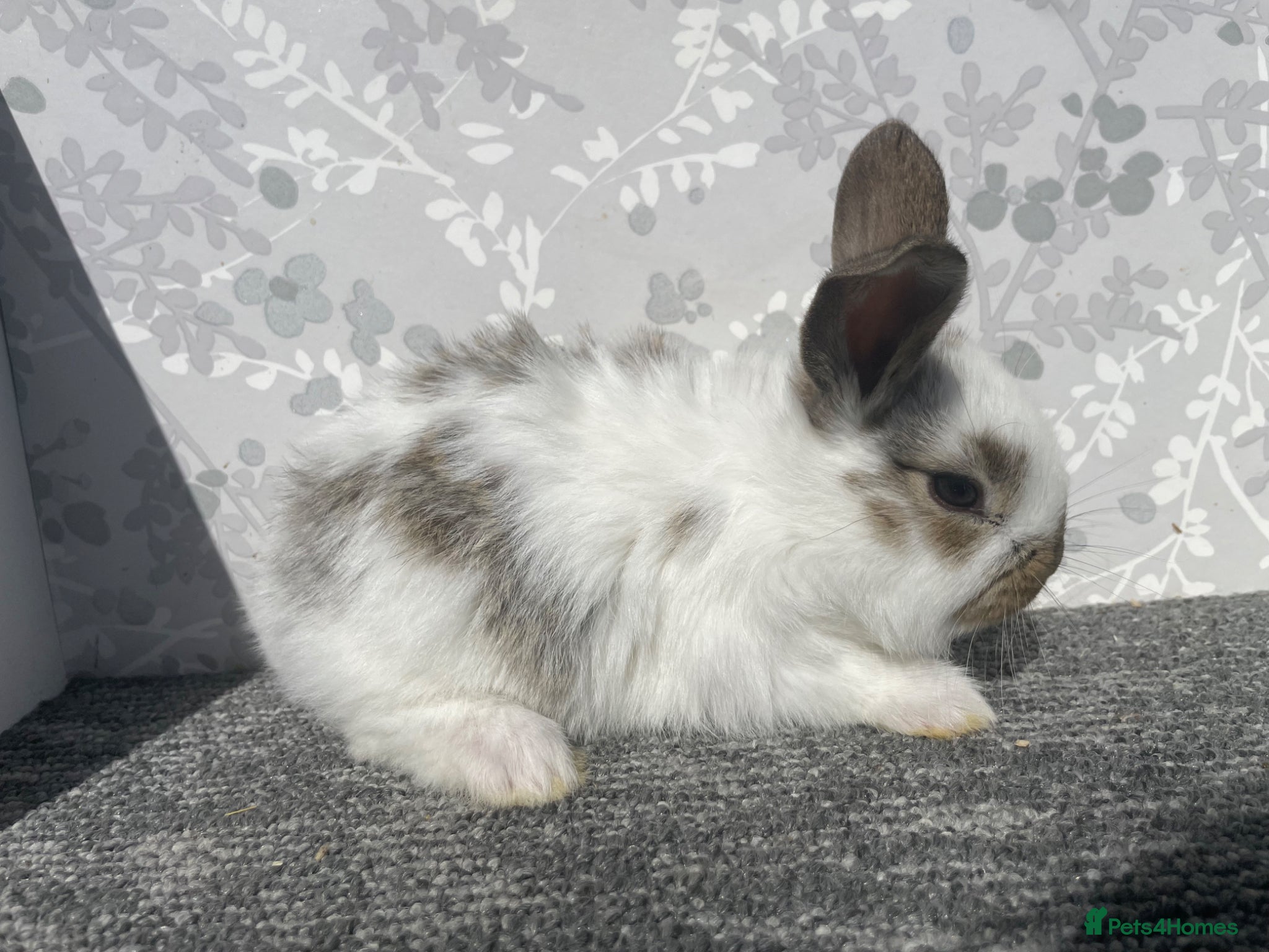 English Spot rabbits English spot x lionhead  - Advert 15