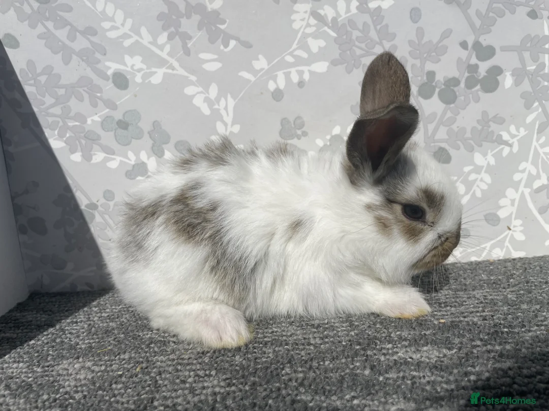 English Spot rabbits for sale: English spot x lionhead  - Advert 1