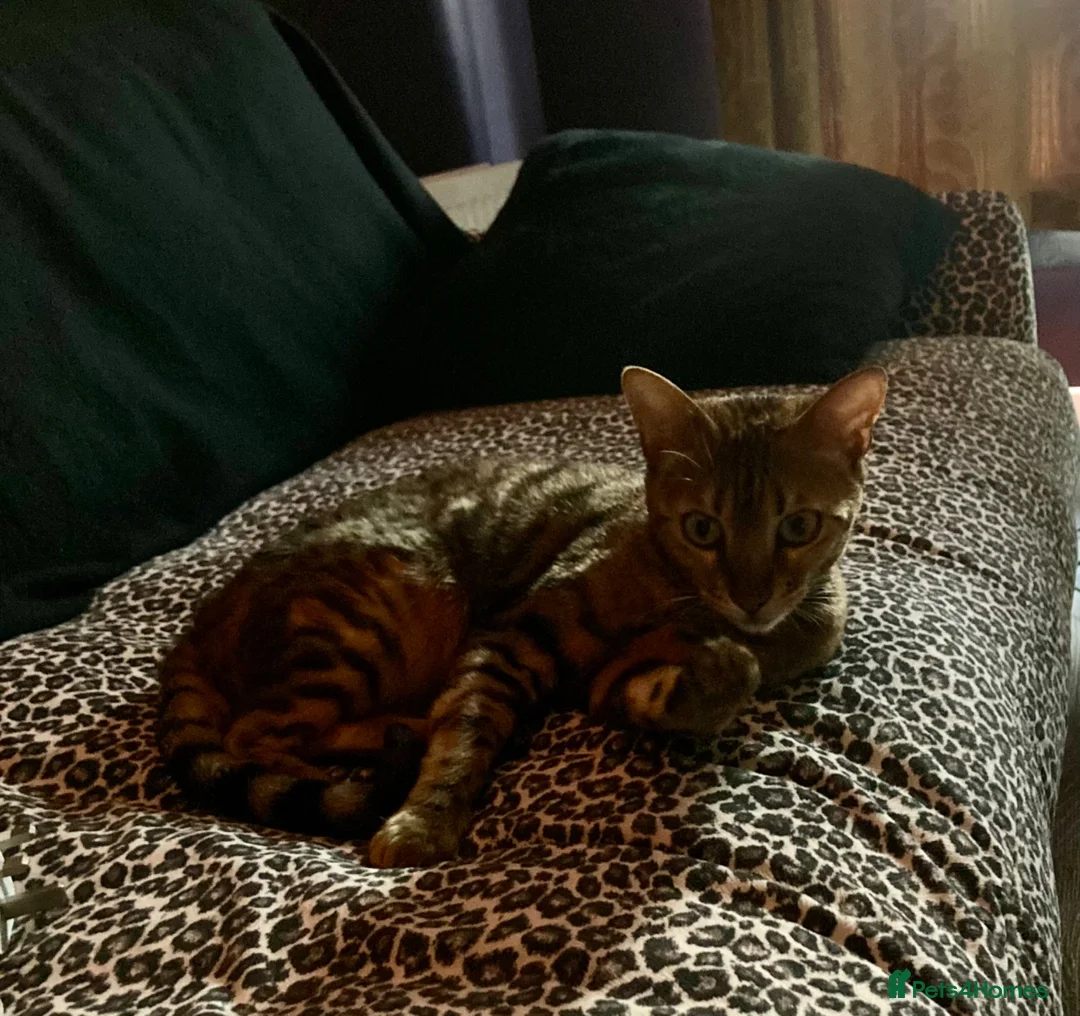 Bengal cats for sale: Bengal cat for sale in Paisley - Advert 2