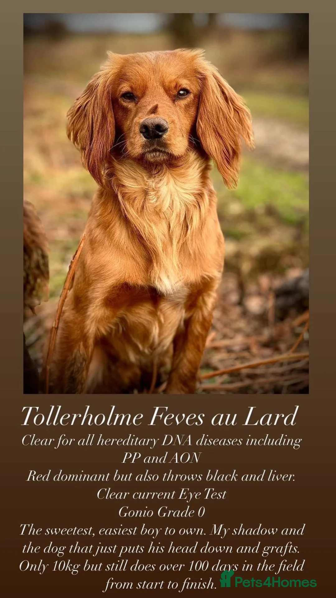 Cocker Spaniel dogs for stud: Small, Compact KC reg,Health Tested Cocker at Stud - Advert 7