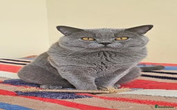 British Shorthair cats for sale: Gccf British Shorthair kittens  - Image 15
