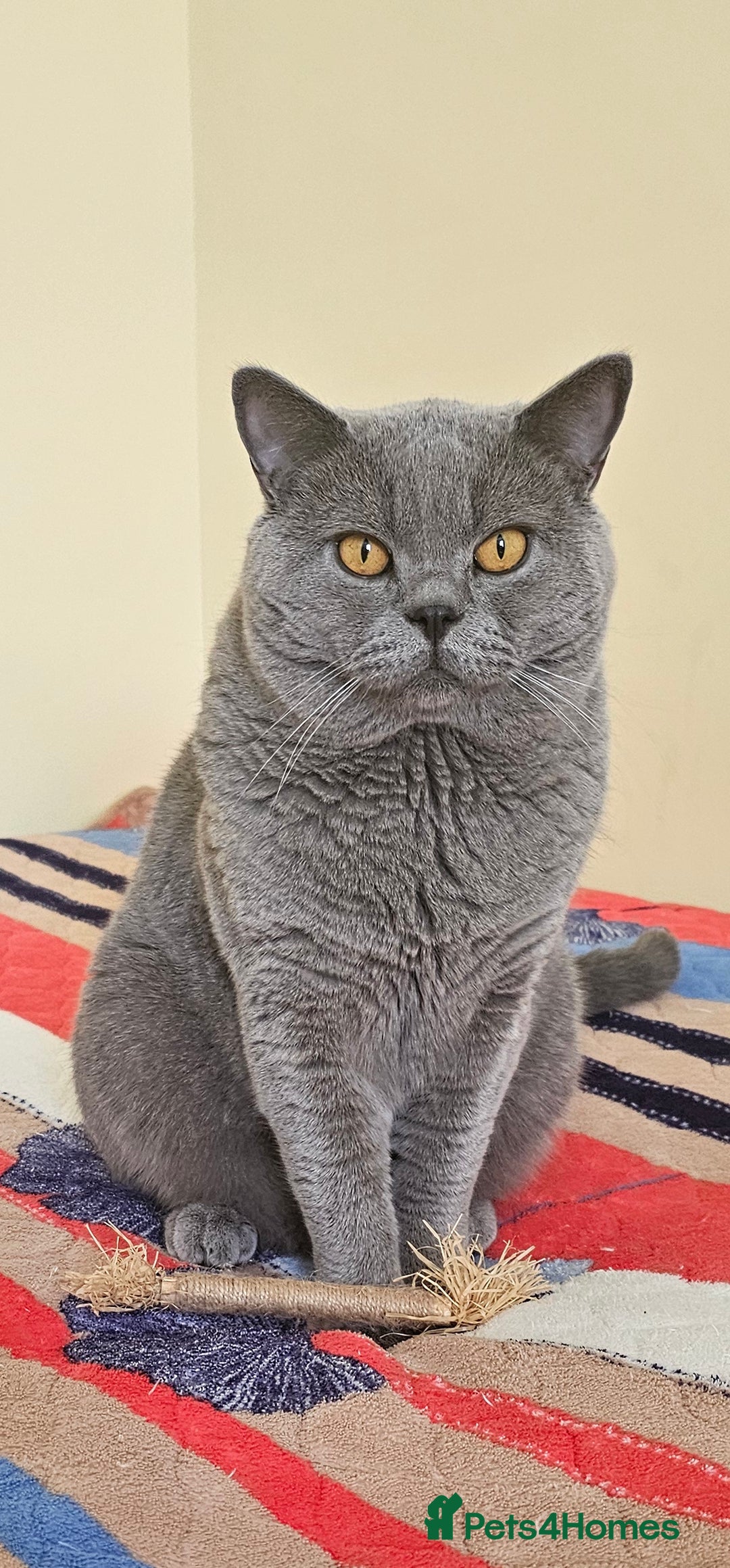 British Shorthair cats for sale: Gccf British Shorthair kittens  - Image 15