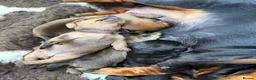 Miniature Dachshund dogs for sale: Gorgeous litter KC Registered Mini Dachshunds - Advert 5