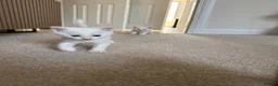 Mixed Breed cats for sale: 3 beautiful kittens in Bristol - Advert 17