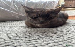 Mixed Breed cats for sale: Calico Female looking for home  - Image 5