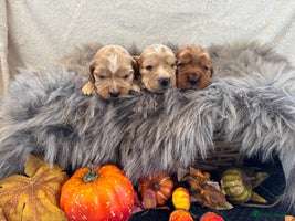 Cocker Spaniel dogs - Advert 4