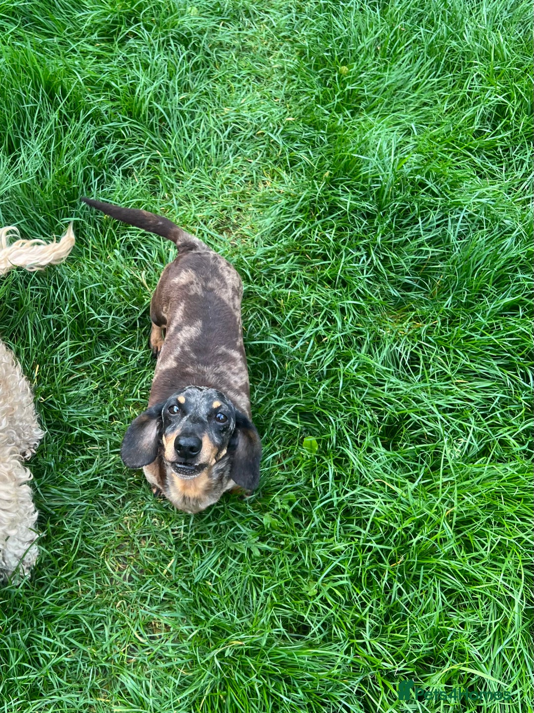 Miniature Dachshund dogs for stud: 🌟KC Registered Silver Dapple Miniature Dachshund - Advert 6