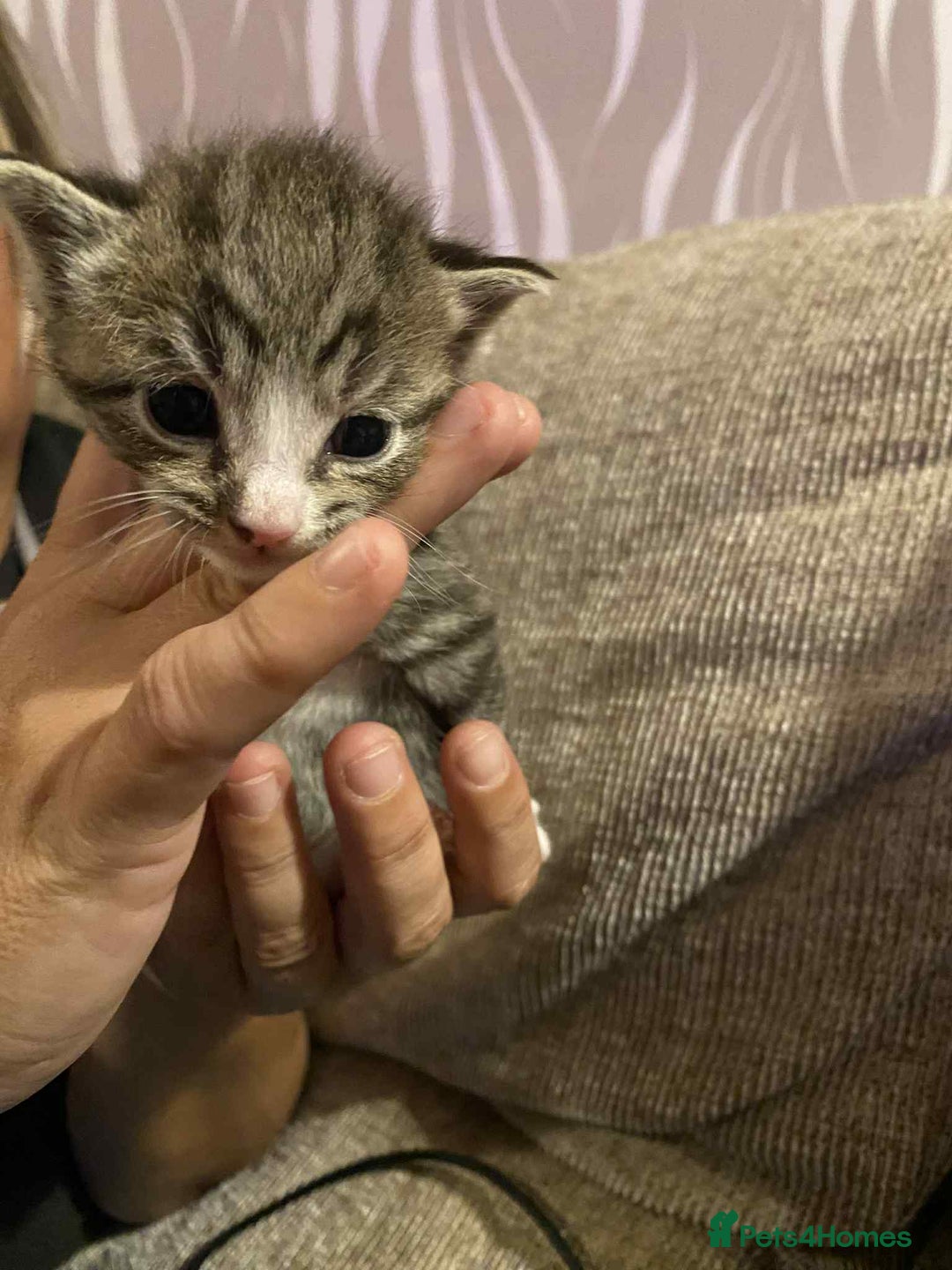 Mixed Breed cats for sale: Tabby kittens - Image 1
