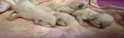 Ragdoll cats for sale: Stunning Blue Colourpoint Mitted Ragdoll kittens  - Advert 9