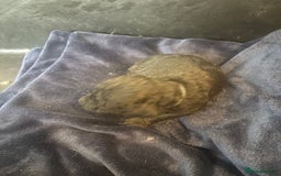 Standard Poodle dogs for sale: Kc registered standard poodle pups  - Image 10