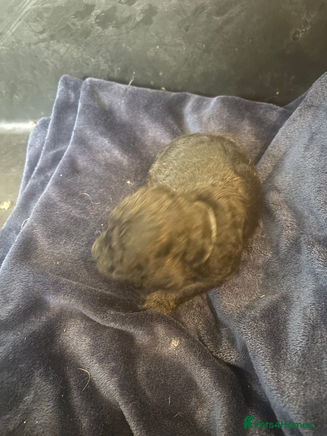 Standard Poodle dogs for sale: Kc registered standard poodle pups  - Image 10