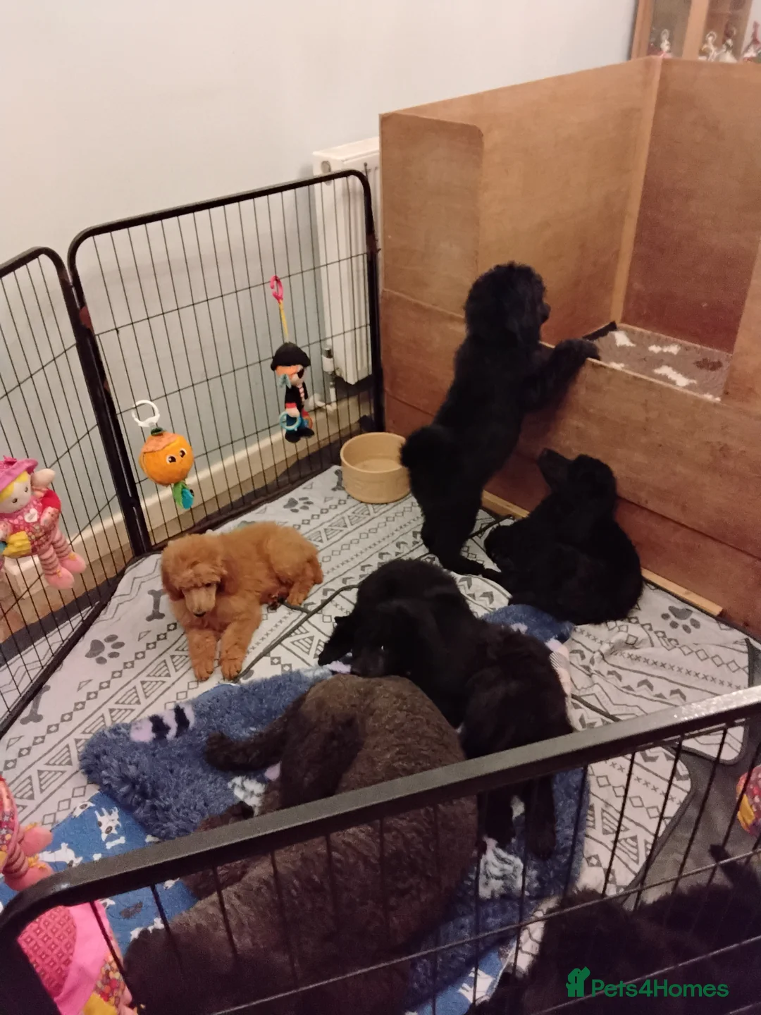 Standard Poodle dogs for sale: Beautiful blue kc reg standard poodle puppies - Advert 5