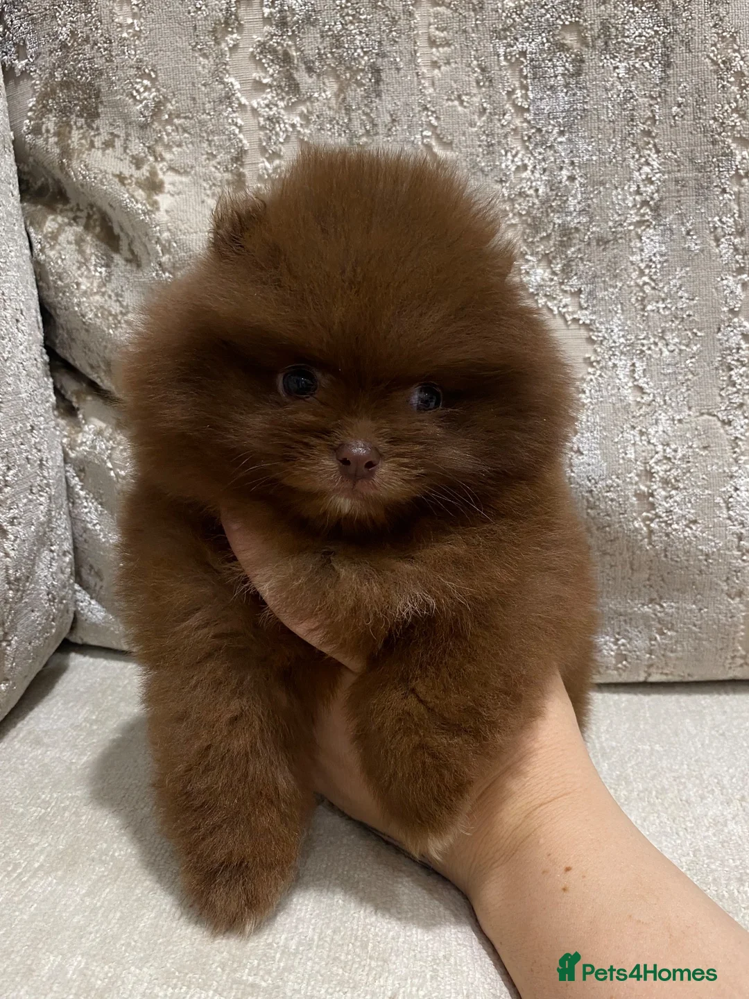 Pomeranian dogs for sale: BEAUTIFUL TINY TEDDY BEAR FACES POMERANIAN PUPPYS  in Airdrie - Advert 2