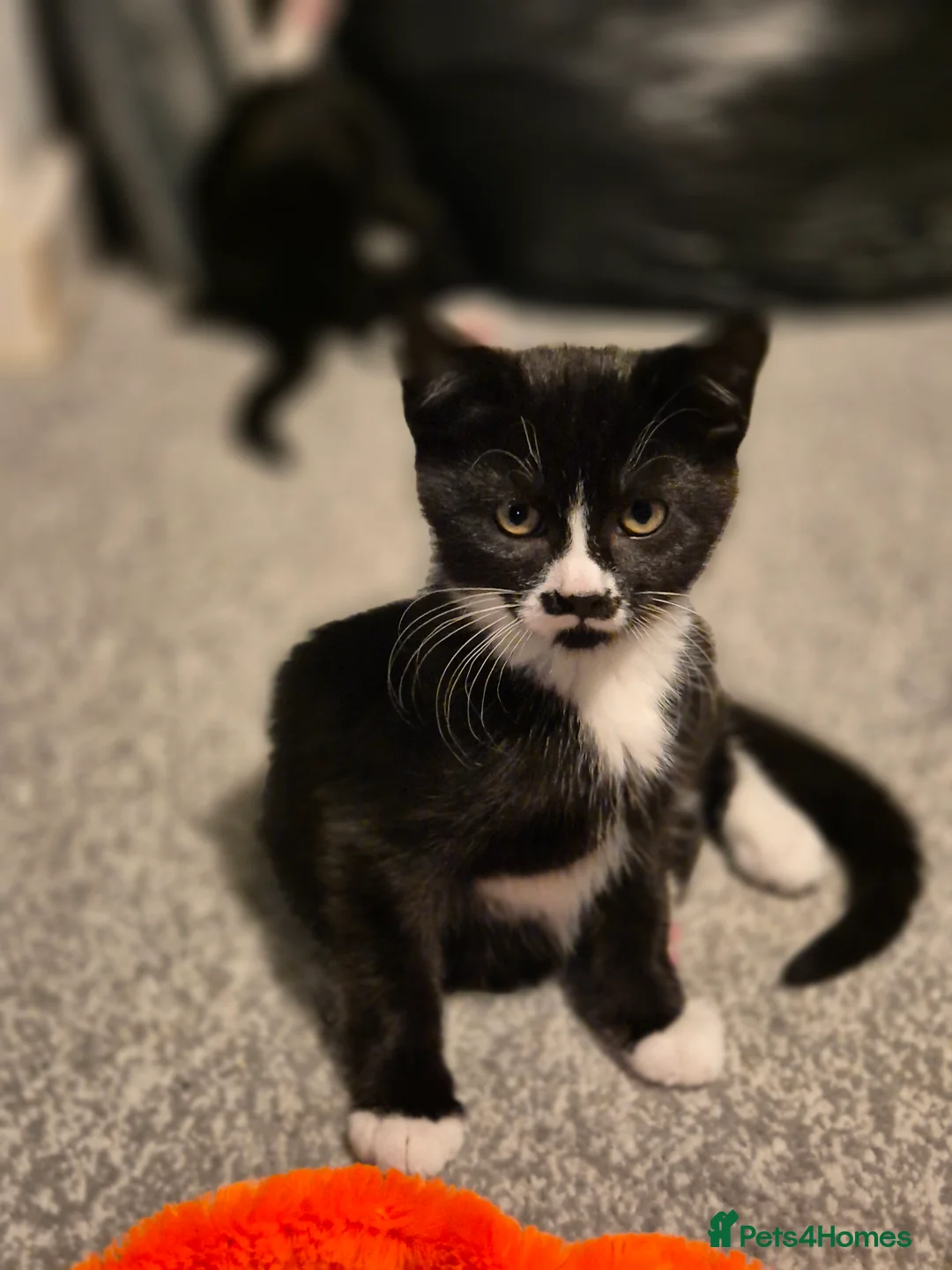Mixed Breed cats for sale: Exceptional Black & White Kittens - Advert 4