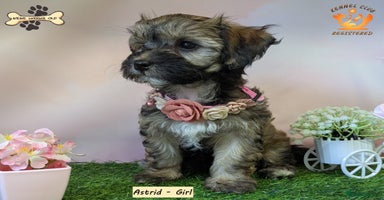 Havanese dogs - Advert 11